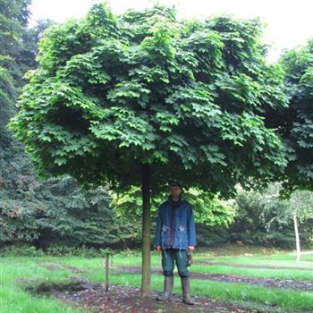 APGL_Sol_baum_5xv_200-300x35-40_STH225_R-1034_18_08_15_jh_41195.jpg