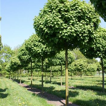 APGL_Sol_baum_5xv_STU35-40_Kr_br200-300_STH275_11_05_06_11440.jpg