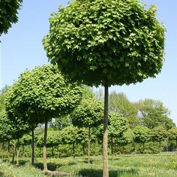 APGL_Sol_baum_5xv_STU35-40_Kr_br200-300_STH275_3_11_05_06_11439.jpg