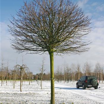 APGL_Sol_baum_5xv_200-300x40-45_STH200_R_POL1201_2_25_01_05_6121.jpg