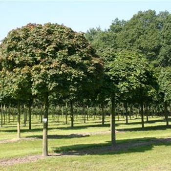 APGL_Sol_baum_5xv_200-300x40-45_STH200-225_R_POL1201_2A_30_08_05_3795.jpg