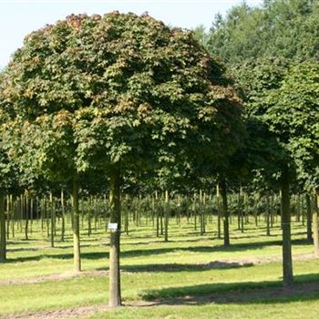 APGL_Sol_baum_5xv_200-300x40-45_STH200-225_R_POL1201_2_30_08_05_3794.jpg