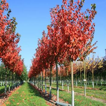 PSA_Sol_baum_4xv_150-200x25-30x400-500_R_WE552_15_10_07_20663.jpg