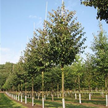 PSA_Sol_baum_5xv_200-300x30-35x400-500_R-537_17_09_14_jh_40579.jpg