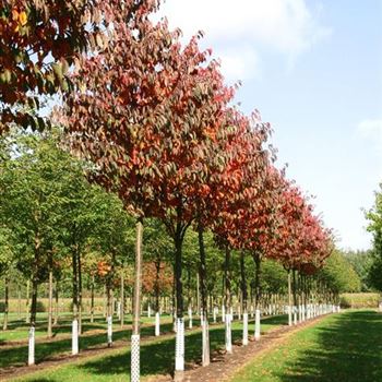 PSA_Sol_baum_5xv_200-300x30-35x400-500+_R_WE547_08_10_09_31412.jpg