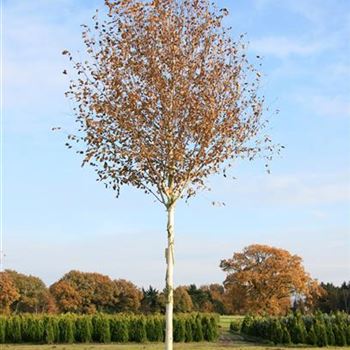 BUDO_Sol_baum_5xv_200-300x30-35x500-700_R_POL1205_2_31_10_07_20898.jpg