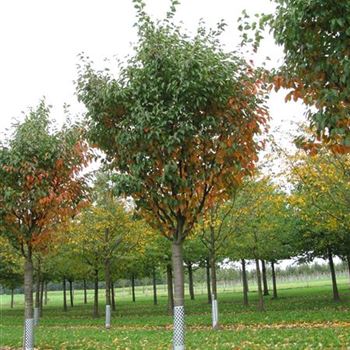 PSA_Sol_baum_6xv_200-300x50-60x500-700_R-526_23_09_13_jh_39210.jpg