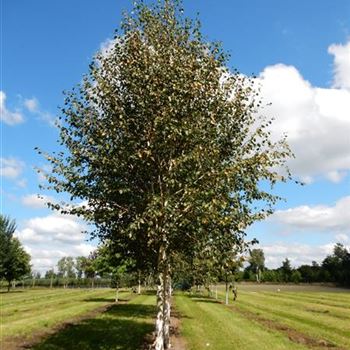 BUDO_Sol_Baum_5xv_200-300x35-40x500-700_R-1034_10_09_15_jh_41940.JPG