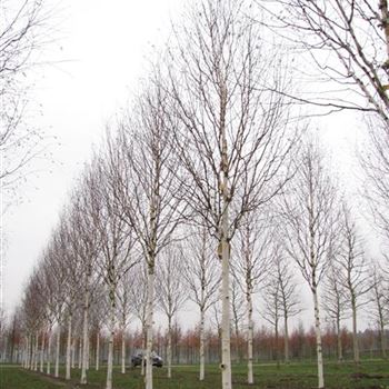 BUDO_Sol_baum_5xv_200-300x35-40x500-700a_R-514_23_01_14_jh_39990.jpg