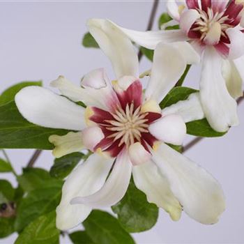 Sinocalycanthus_Venus_BR_R2.JPG