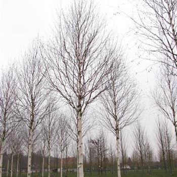 BUDO_Sol_baum_5xv_200-300x35-40x500-700_R-514_23_01_14_jh_39989.jpg