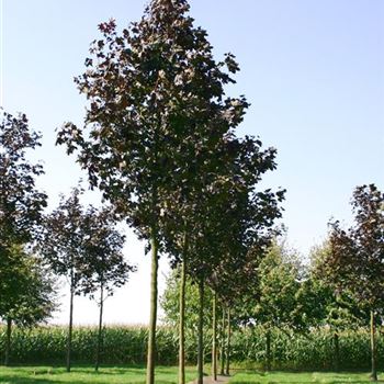 APRRE_Sol_baum_5xv_200-300x25-30x500-700_R_BRE99_21_09_05_4222.jpg