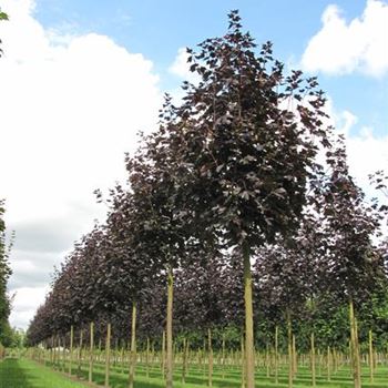 APRRE_Sol_baum_5xv_200-300x25-30x500-700_R-515_13_09_12_jh_38126.jpg