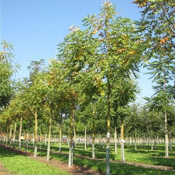 KPA_Sol_baum_4xv_150-200x20-25x400-500a_R-1043_18_09_14_jh_40339.jpg
