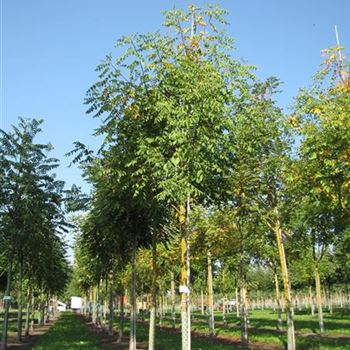 KPA_Sol_baum_4xv_150-200x20-25x400-500_R-1043_18_09_14_jh_40338.jpg