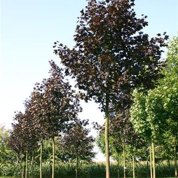 APRRE_Sol_baum_5xv_200-300x30-35x500-700_R_BRE99_21_09_05_4223.jpg