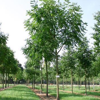 KPA_Sol_baum_5xv_150-200x20-25x400-500_R_SCHR_KA1006_2_12_08_04_10389.jpg