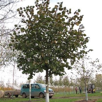 CMPU_Sol_baum_5xv_150-200x30-35_R-1034_31_10_13_jh_39180.jpg