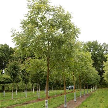 KPA_Sol_baum_5xv_150-200x30-35x400-500_R-312_10_07_15_jh_41469.jpg