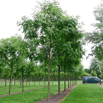 KPA_Sol_baum_5xv_150-200x30-35x400-500_R_SCHR_KA1006_29_06_04_10396.jpg