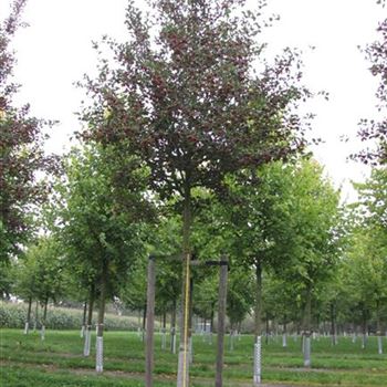 CPSPL_Sol_baum_5xv_200-300x25-30x400-500_R-522_15_09_14_jh_40109.jpg