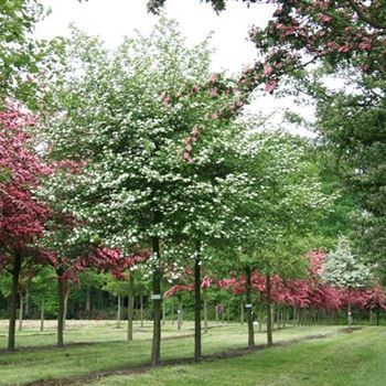 CPSPL_Sol_baum_5xv_200-300x40-45x-500_R_KU158_14_05_07_18054.jpg