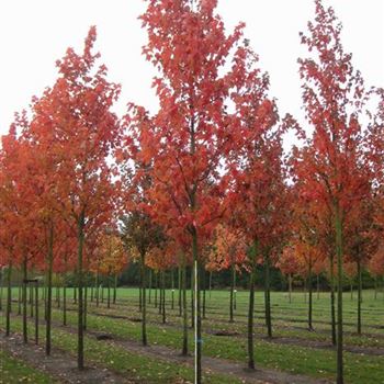 ARU_Sol_baum_4xv_150-200x25-30x400-500_R_ROE34_C_Wragge_3_26_10_09_31780.jpg