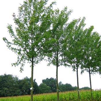 ARU_Sol_baum_5xv_200-300x30-35x500-700_R-1092_26_08_08_jh_24930.jpg