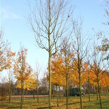 ARU_Sol_baum_5xv_200-300x30-35x500-700_R_ON1060_24_11_06_15000.jpg