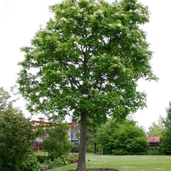 FOR_Solitaerbaum_Landschaft_Buerogarten_Rostrup_2_22_05_05.jpg