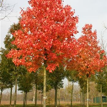 ARU_Sol_baum_5xv_200-300x40-45x700-900_R_ON1060_12_11_04_4648.jpg