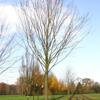 ARU_Sol_baum_5xv_200-300x45-50x700-900_R_HOE1101_2_24_11_06_15002.jpg