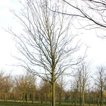 ARU_Sol_baum_6xv_300-400x45-50x700-900_R_GE-HM1095_24_11_06_15004.jpg
