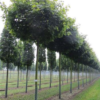APGL_Sol_baum_4xv_100-150x25-30_R-1098_24_09_14_kd_39479.JPG