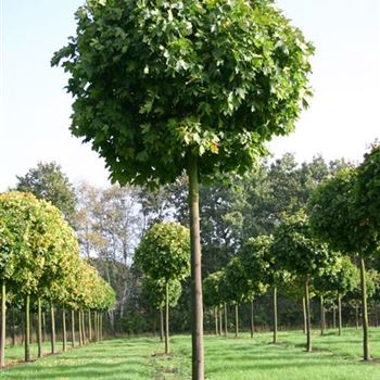 APGL_Sol_baum_4xv_100-150x25-30_R_SCHR_KA1008_2_02_10_04_14214.jpg