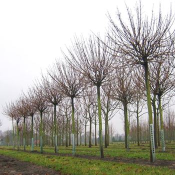 APGL_Sol_baum_100-150x25-30_STH200_R-1084_02_03_09_jh_28235.jpg