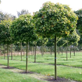 APGL_Sol_baum_4xv_100-150x25-30_STH225_R_SCHR_KA1008_02_10_04_14215.jpg