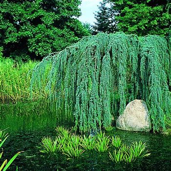 Cedrus_Glauca_Pendula_497_1.tif