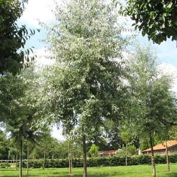 EAN_Sol_baum_5xv_25-30a_R-367_12_08_10_jh_35099.jpg