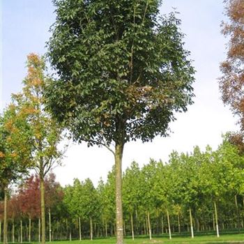 FOR_Sol_baum_5xv_200-300x40-45x500-700_G_ESCH825_10_10_08_25763.jpg
