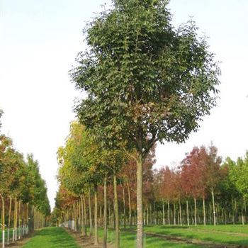 FOR_Sol_baum_5xv_200-300x40-45x500-700_2_G_ESCH825_10_10_08_25762.jpg