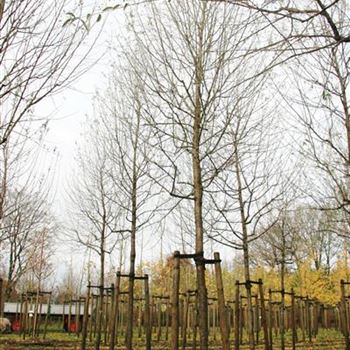 EAN_Sol_baum_5xv_STU25-30_R_GRU314_13_11_07_21085.jpg