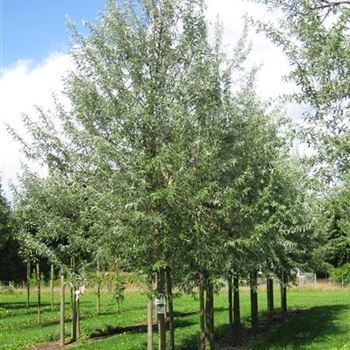 EAN_Sol_baum_5xv_STU25-30_Kr_br200-300xGes_hoe400-500_STH200-225_R_GE-HM1091_03_09_07_19792.jpg