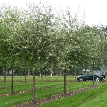 EAN_Sol_baum_5xv_STU25-30_R_NA367_2_12_10_06_13875.jpg