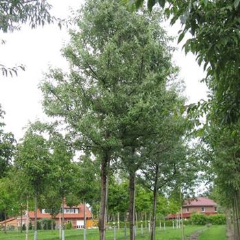 EAN_Sol_baum_5xv_150-200x35-40x400-500_R_J_HE372_10_08_10_35103.jpg