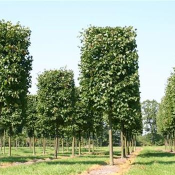 TIN_H_Kastenform_5xv_STU30-35-40_STH225-250_R_MA492_06_09_05_3962.jpg