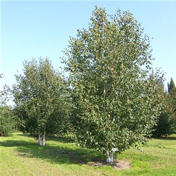 BUDO_Sol_5xv_mst_Hoe600-700_OH_HO1168_4_15_09_06_13318.jpg
