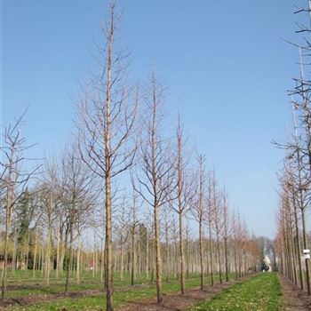 MGL_Sol_baum_5xv_25-30a_R-1004_14_04_10_jh_34231.jpg