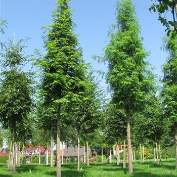 MGL_Sol_baum_5xv_25-30_R-371_12_08_09_jh_30456.jpg