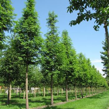 MGL_Sol_baum_5xv_30-35_R-371_12_08_09_jh_30458.jpg